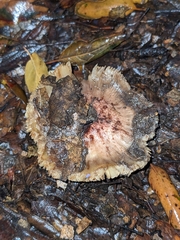 Inosperma adaequatum