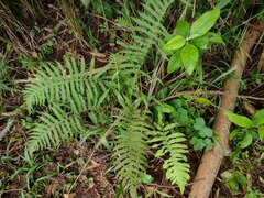 Christella parasitica