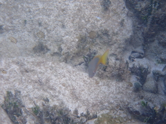 Ocyurus chrysurus