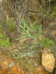 Othonna digitata