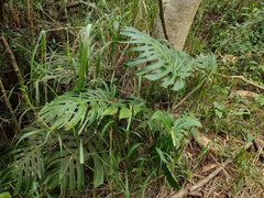Monstera deliciosa