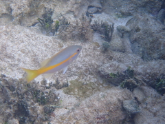 Ocyurus chrysurus
