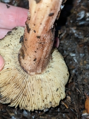 Inosperma adaequatum