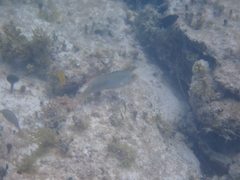 Halichoeres maculipinna