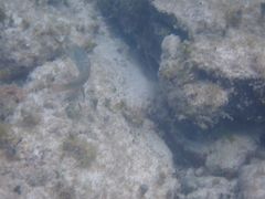 Halichoeres maculipinna