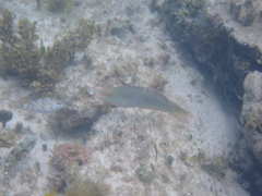 Halichoeres maculipinna