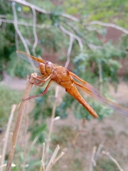 Libellula saturata