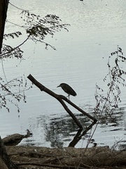 Nycticorax nycticorax nycticorax