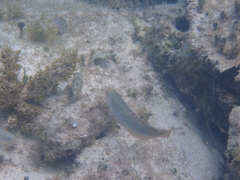 Halichoeres maculipinna