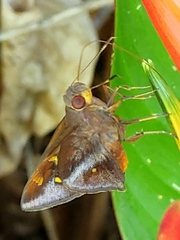 Talides sergestus