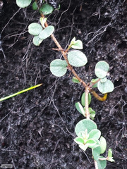 Indigofera sarmentosa