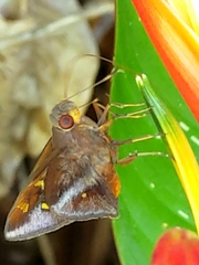Talides sergestus