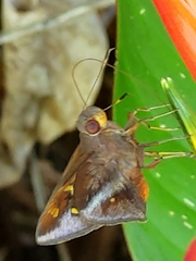 Talides sergestus