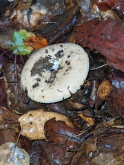Amanita calyptratoides