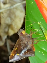 Talides sergestus