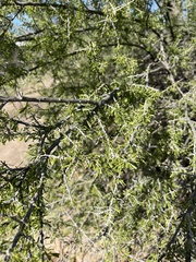 Condalia warnockii