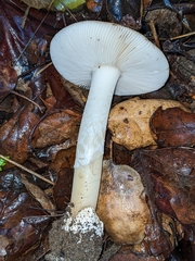 Amanita calyptratoides