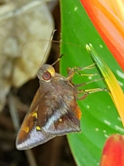Talides sergestus