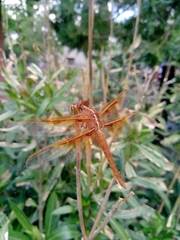 Libellula saturata