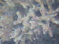 Haliclona caerulea
