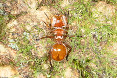 Cephalotes clypeatus