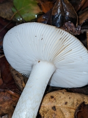Amanita calyptratoides