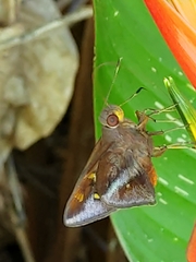 Talides sergestus
