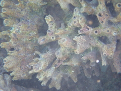 Haliclona caerulea