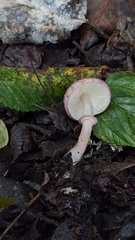 Leucoagaricus roseilividus