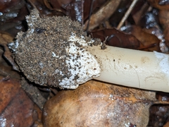 Amanita calyptratoides