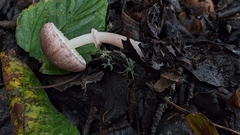 Leucoagaricus roseilividus