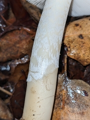 Amanita calyptratoides