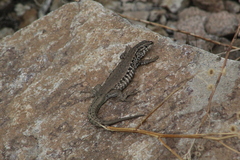 Liolaemus nigroviridis