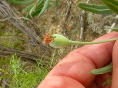 Othonna digitata