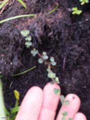 Indigofera sarmentosa