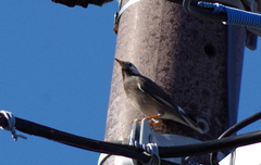 Spodiopsar cineraceus