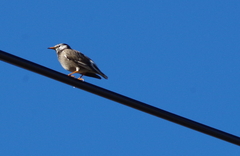 Spodiopsar cineraceus