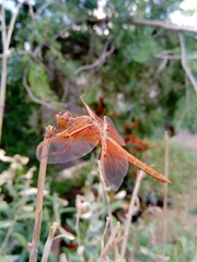 Libellula saturata
