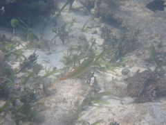 Halichoeres maculipinna