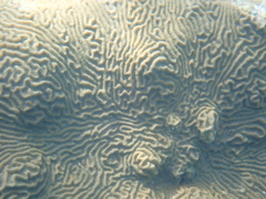 Pseudodiploria clivosa