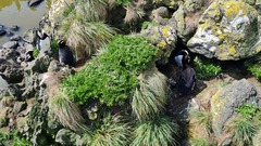 Lepidium oligodontum