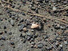 Uresiphita reversalis