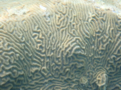 Pseudodiploria clivosa