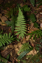Amauropelta glanduligera