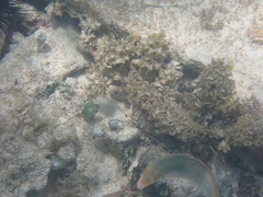 Halichoeres maculipinna