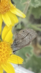 Hemiargus ceraunus