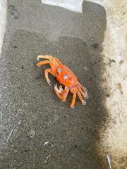 Ocypode gaudichaudii