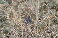 Polioptila