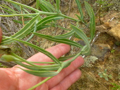 Othonna digitata