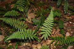Amauropelta glanduligera